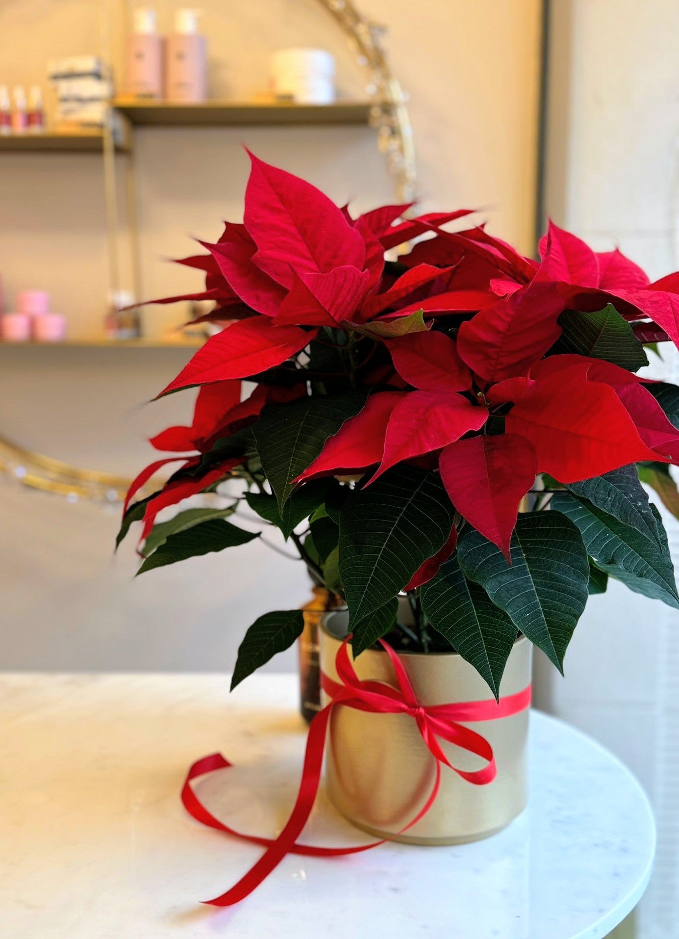 Etoile de Noël - Poinsettia