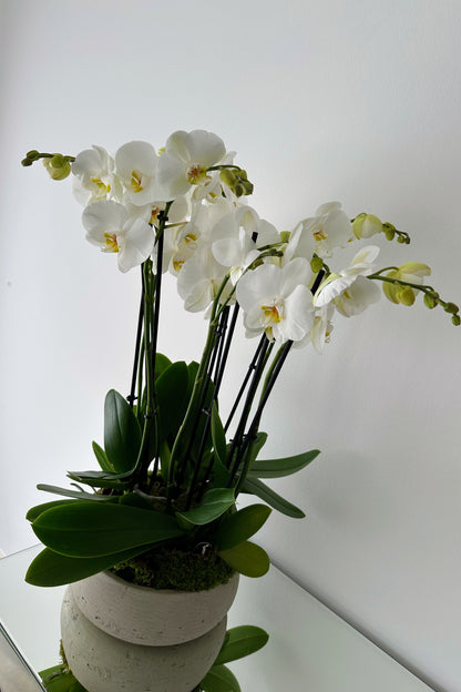 Indoor plant arrangements (plant bowl)