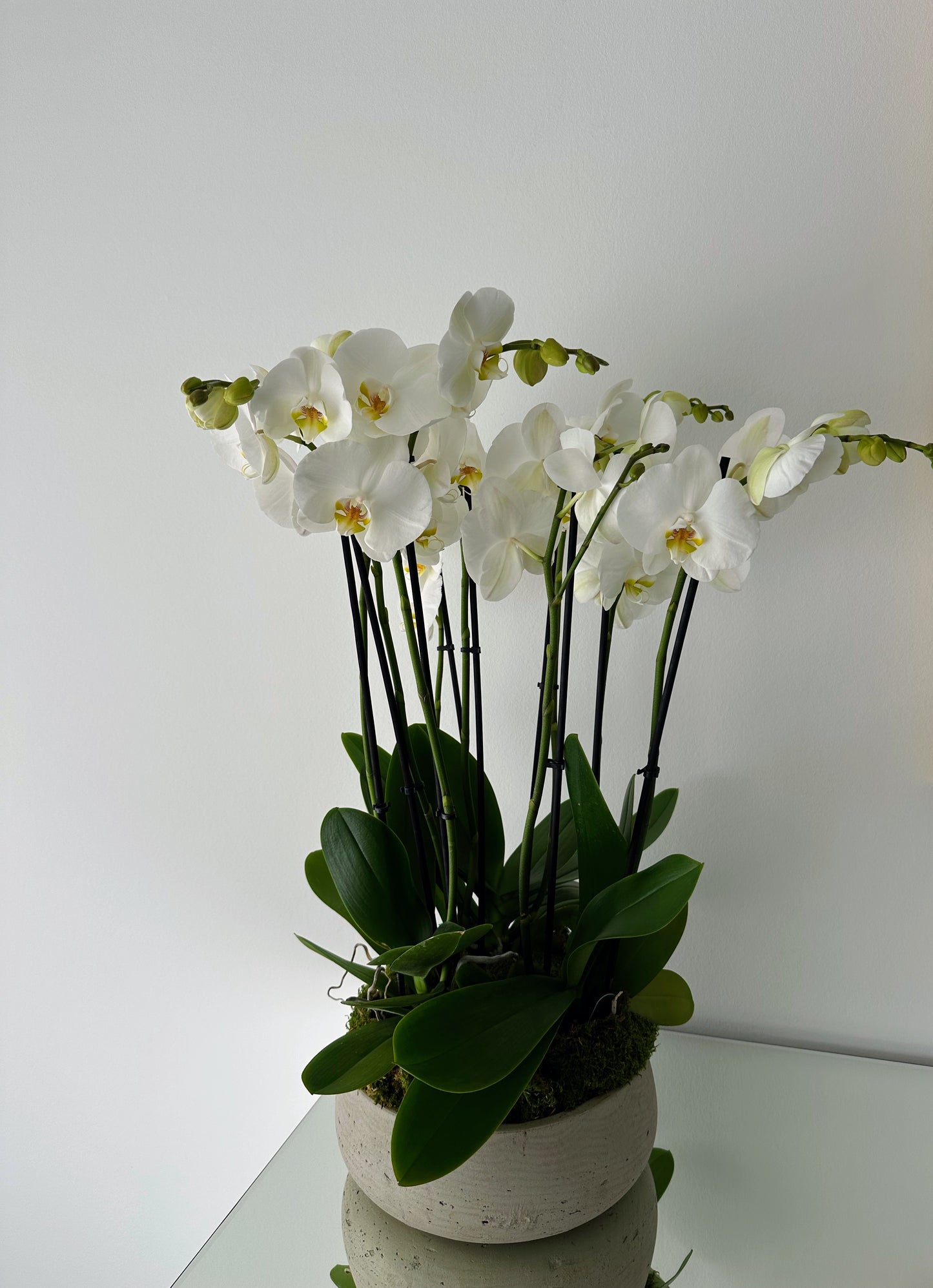 Indoor plant arrangements (plant bowl)