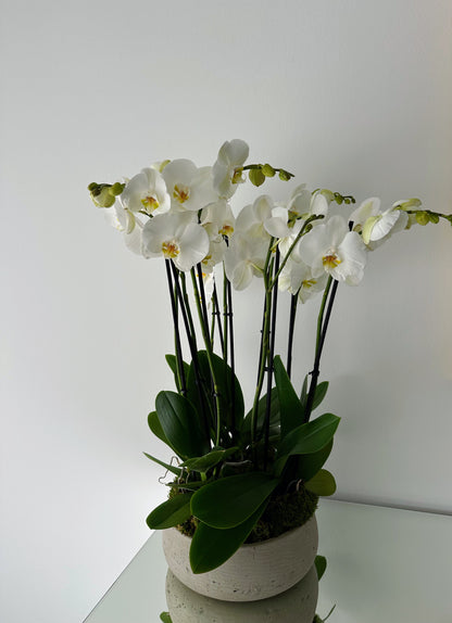 Indoor plant arrangements (plant bowl)