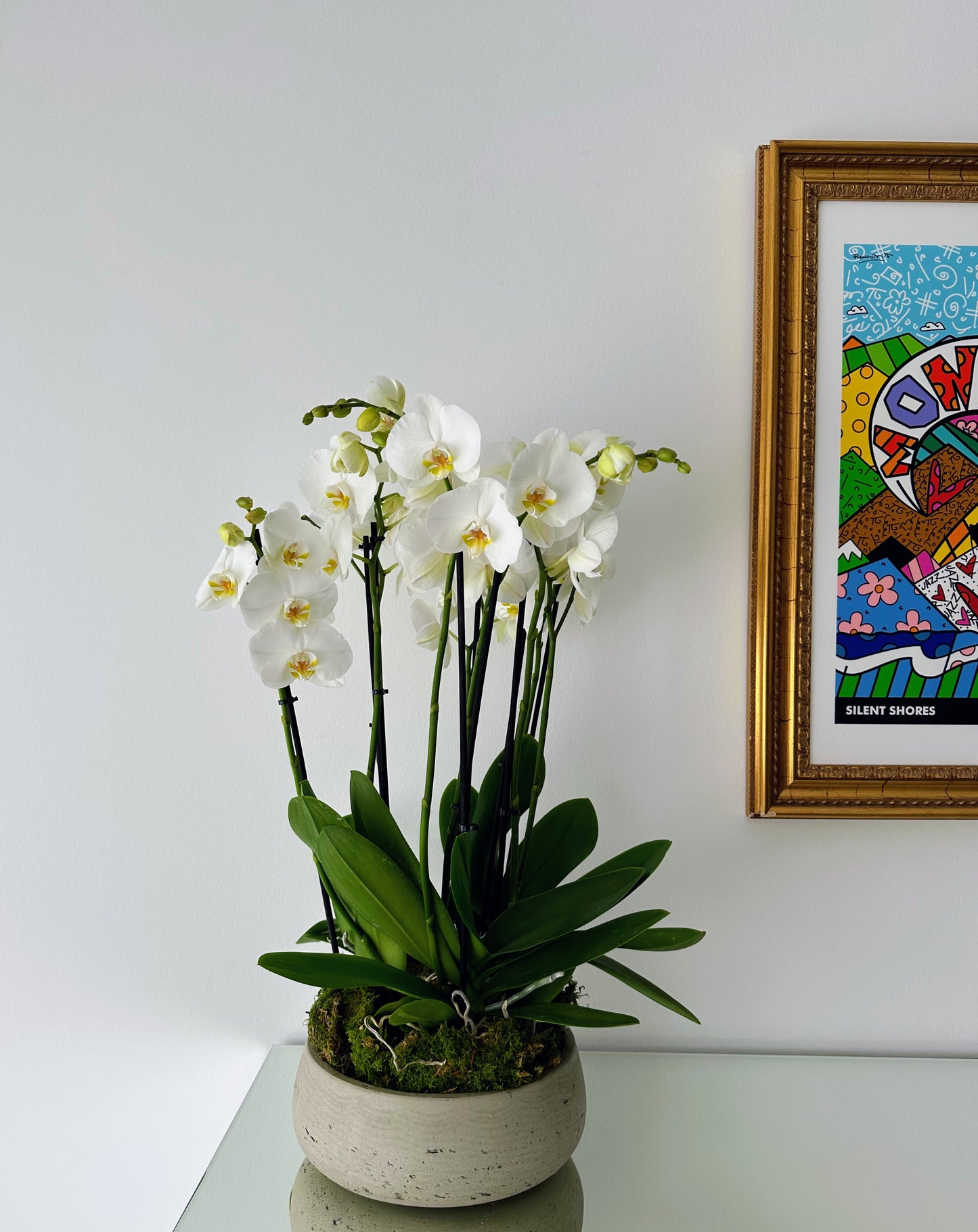 Indoor plant arrangements (plant bowl)