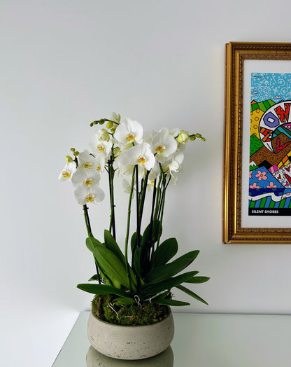 Indoor plant arrangements (plant bowl)