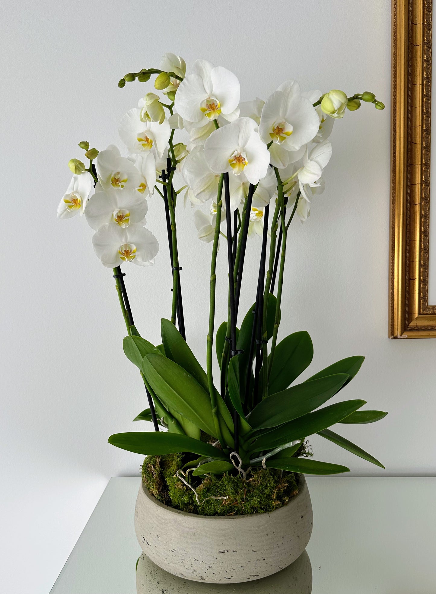 Indoor plant arrangements (plant bowl)