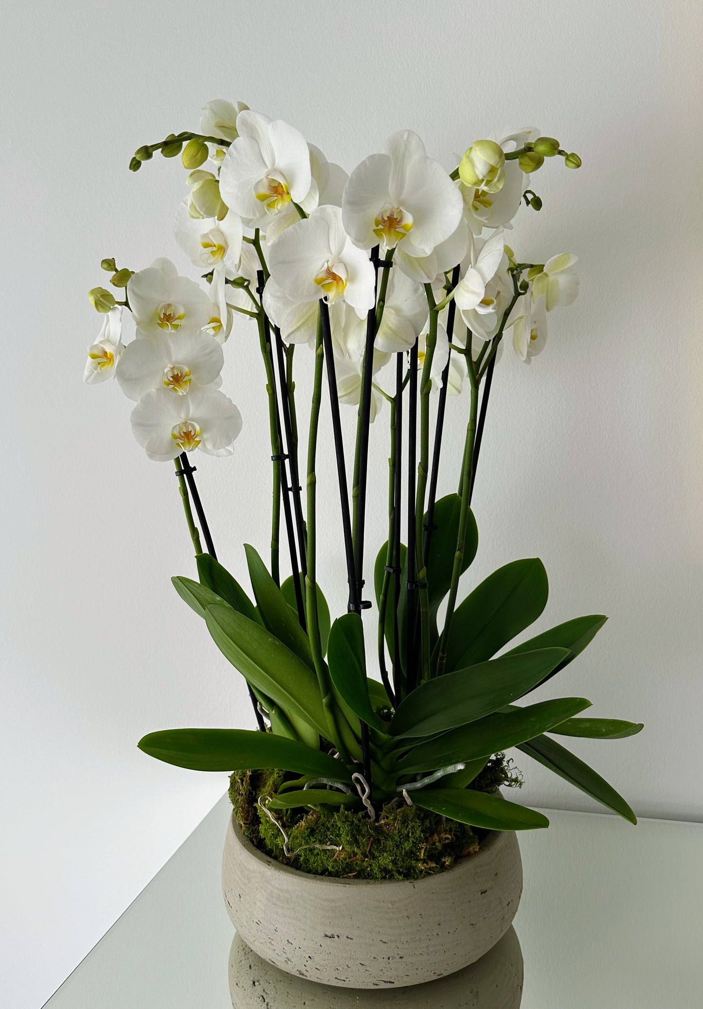 Indoor plant arrangements (plant bowl)