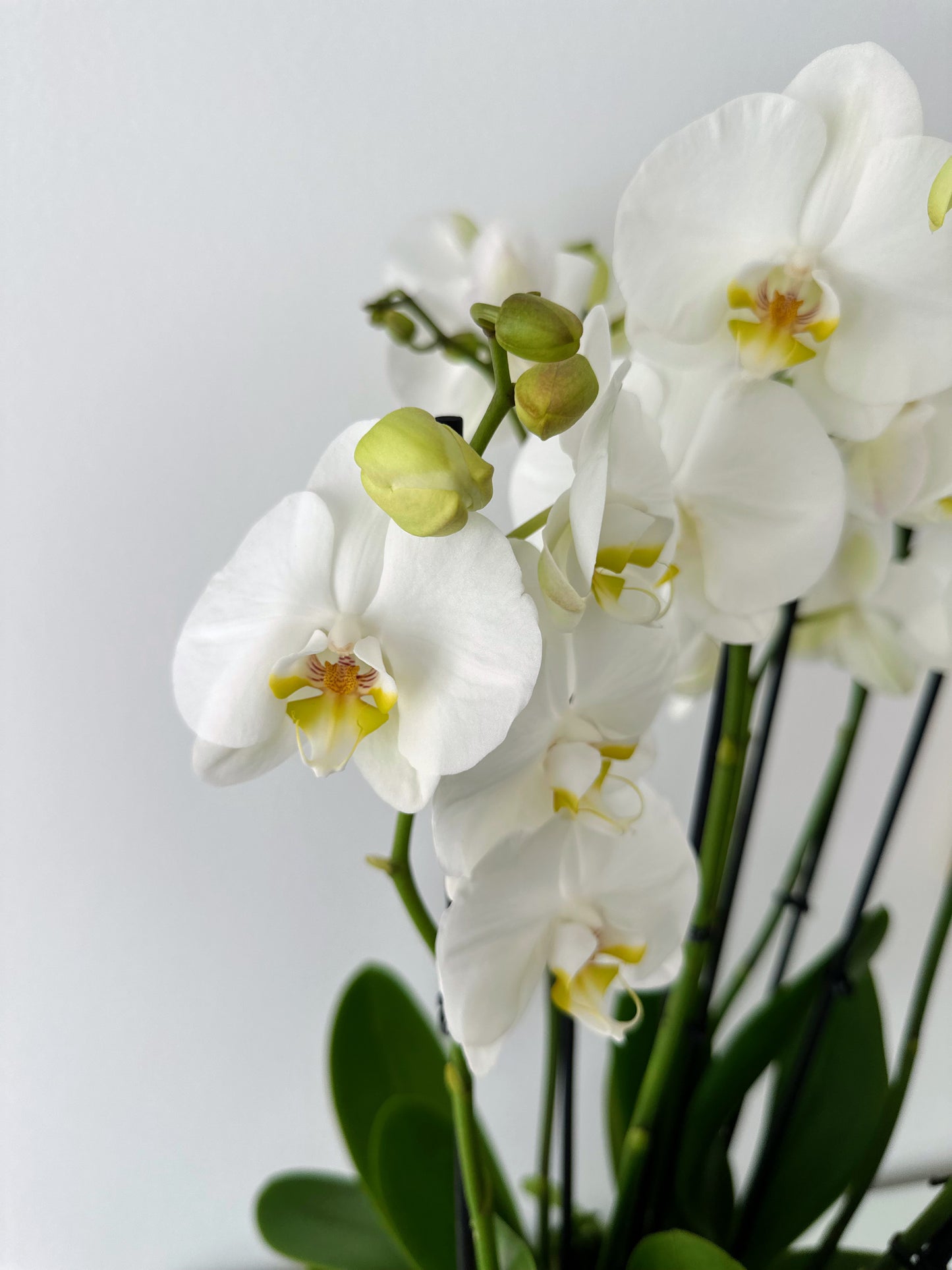 Indoor plant arrangements (plant bowl)