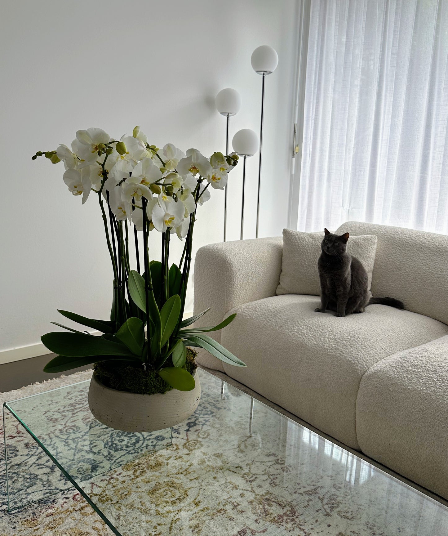 Indoor plant arrangements (plant bowl)