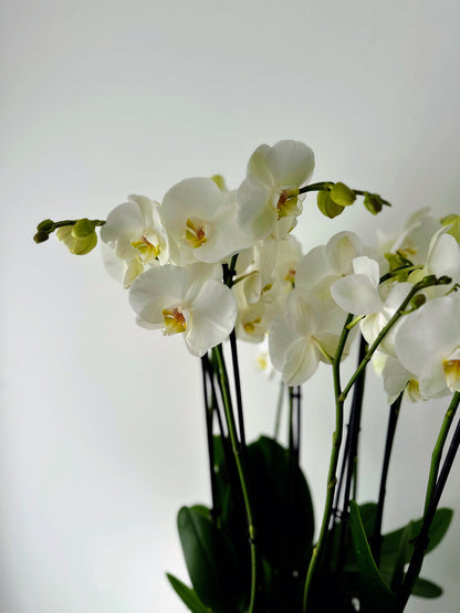 Indoor plant arrangements (plant bowl)