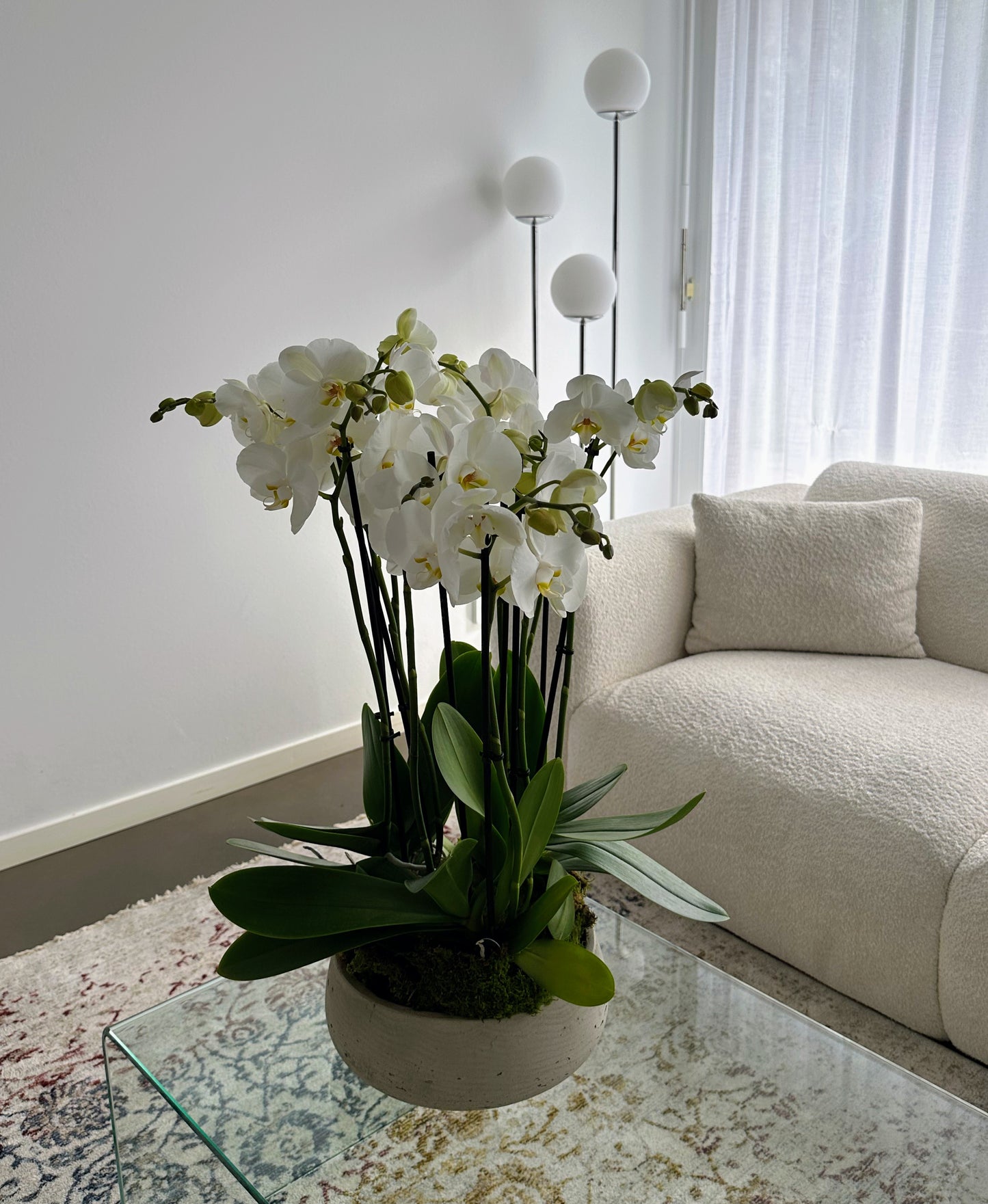 Indoor plant arrangements (plant bowl)