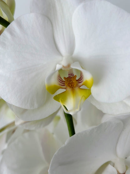 Indoor plant arrangements (plant bowl)