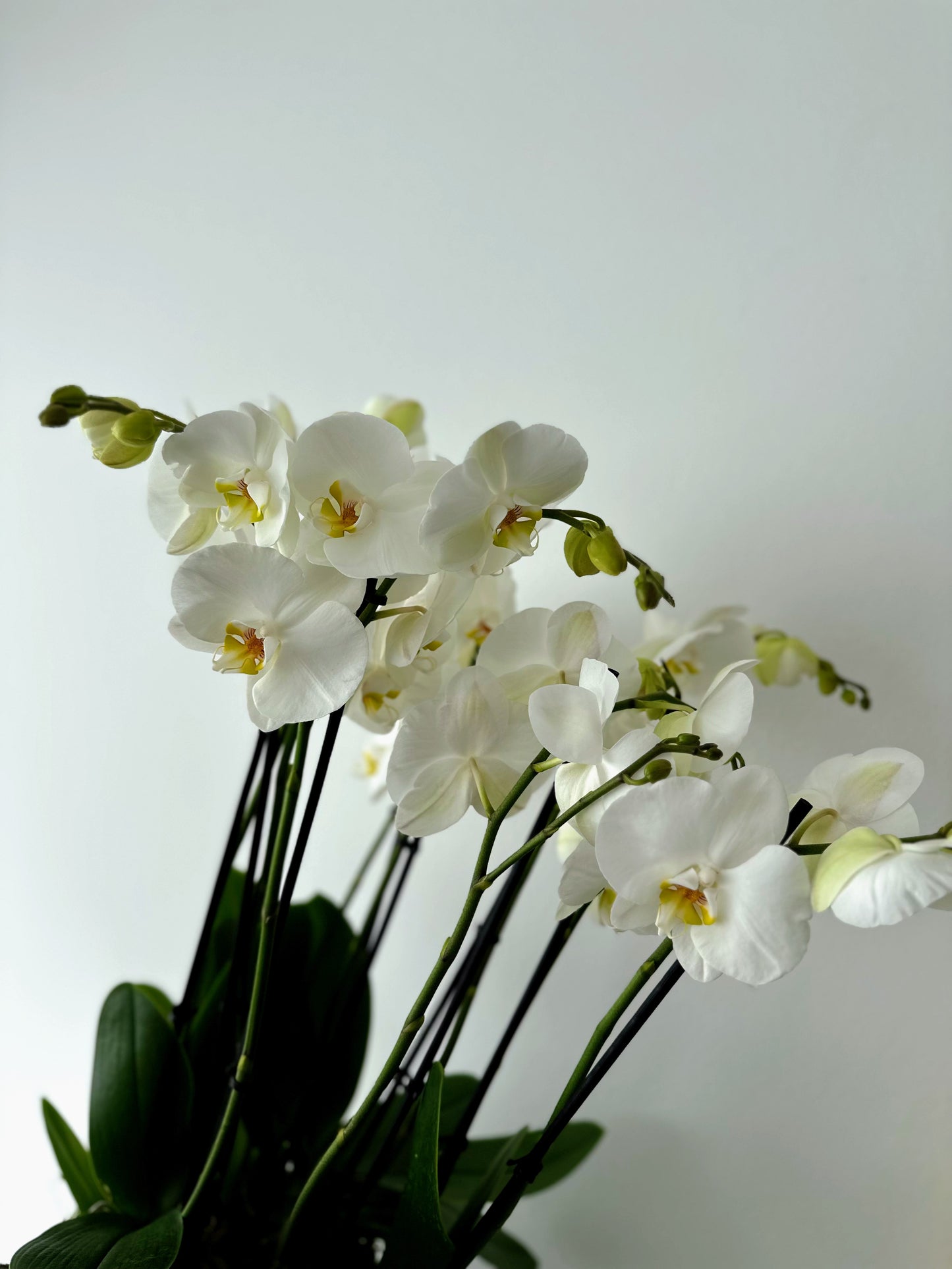 Indoor plant arrangements (plant bowl)