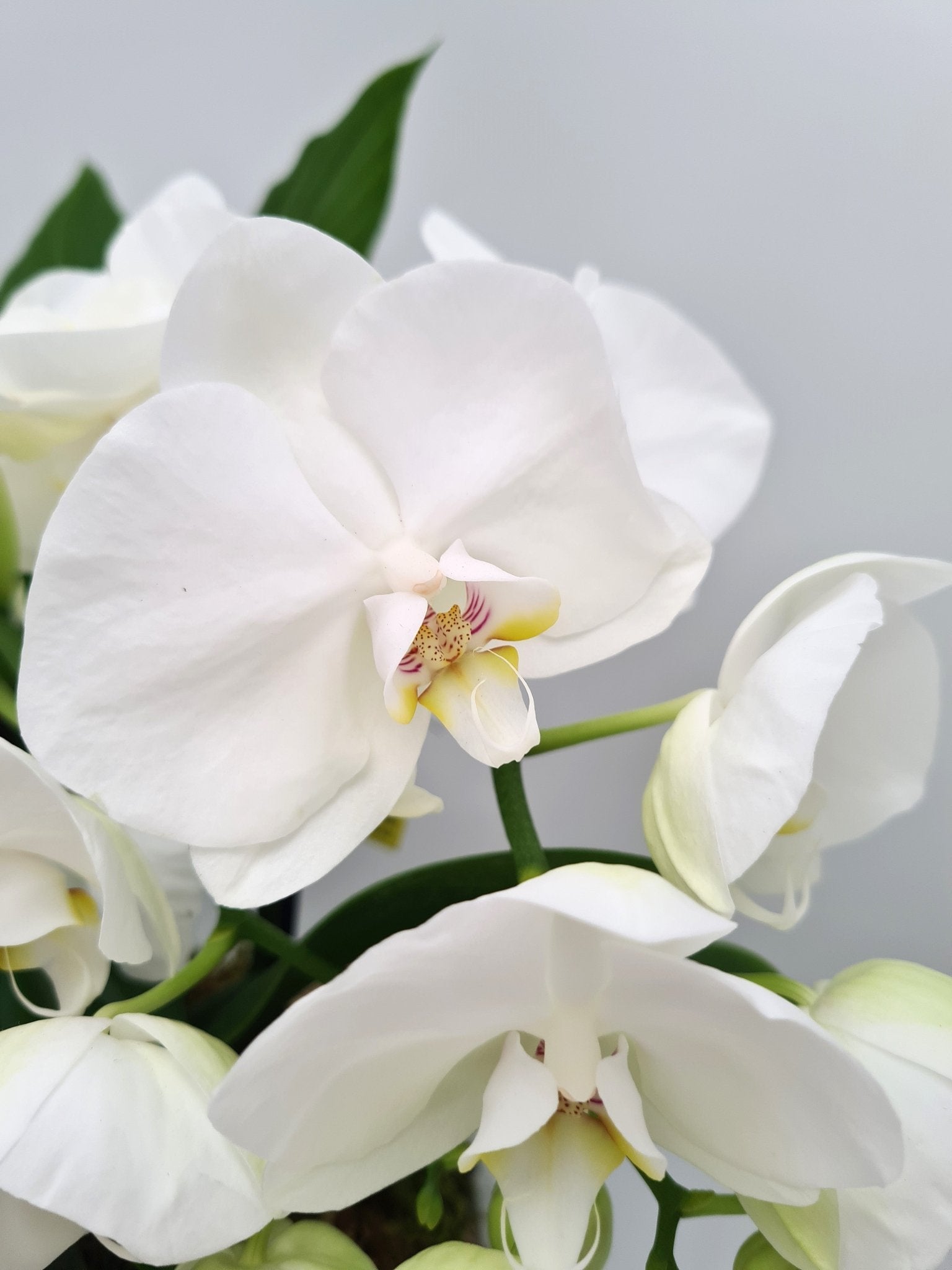 Arrangements de plantes d'intérieur (terrine de plantes) - Osiris Fleurs