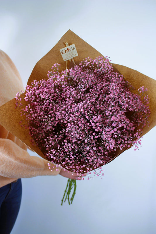 Bouquet annuel - Gypsophile Taintée - Osiris Fleurs