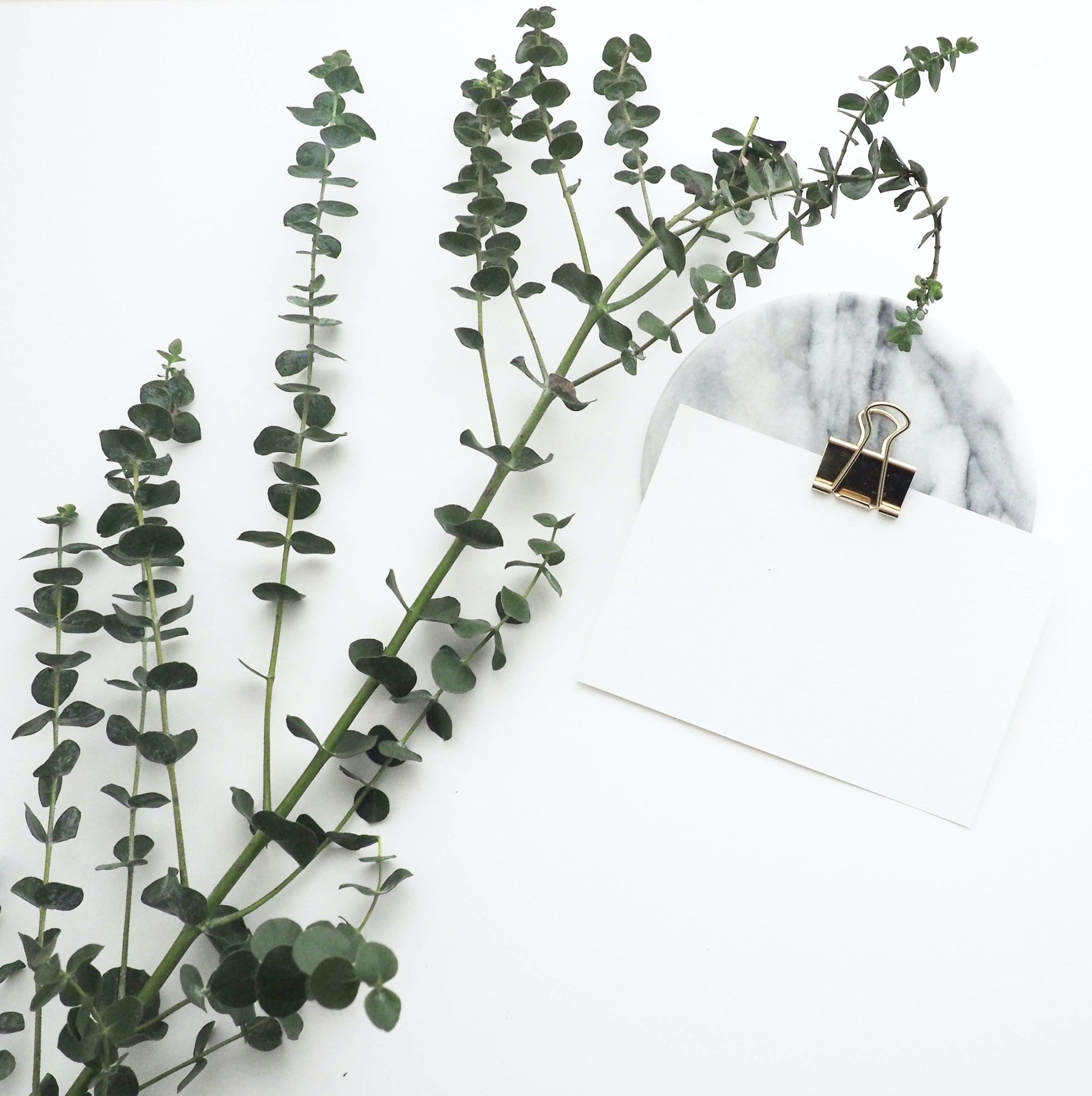 Bouquet d'eucalyptus - Osiris Fleurs