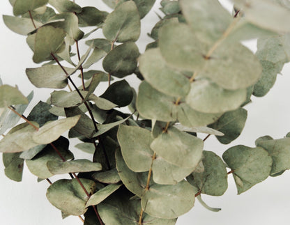 Bouquet d'eucalyptus - Osiris Fleurs