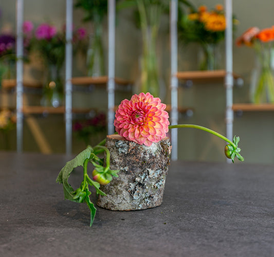 Bouquet de saison - Dhalia coloré