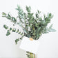 Bouquet d'eucalyptus