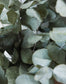Bouquet d'eucalyptus