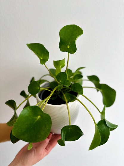 Green Plant - Jade Tree (Crassula)