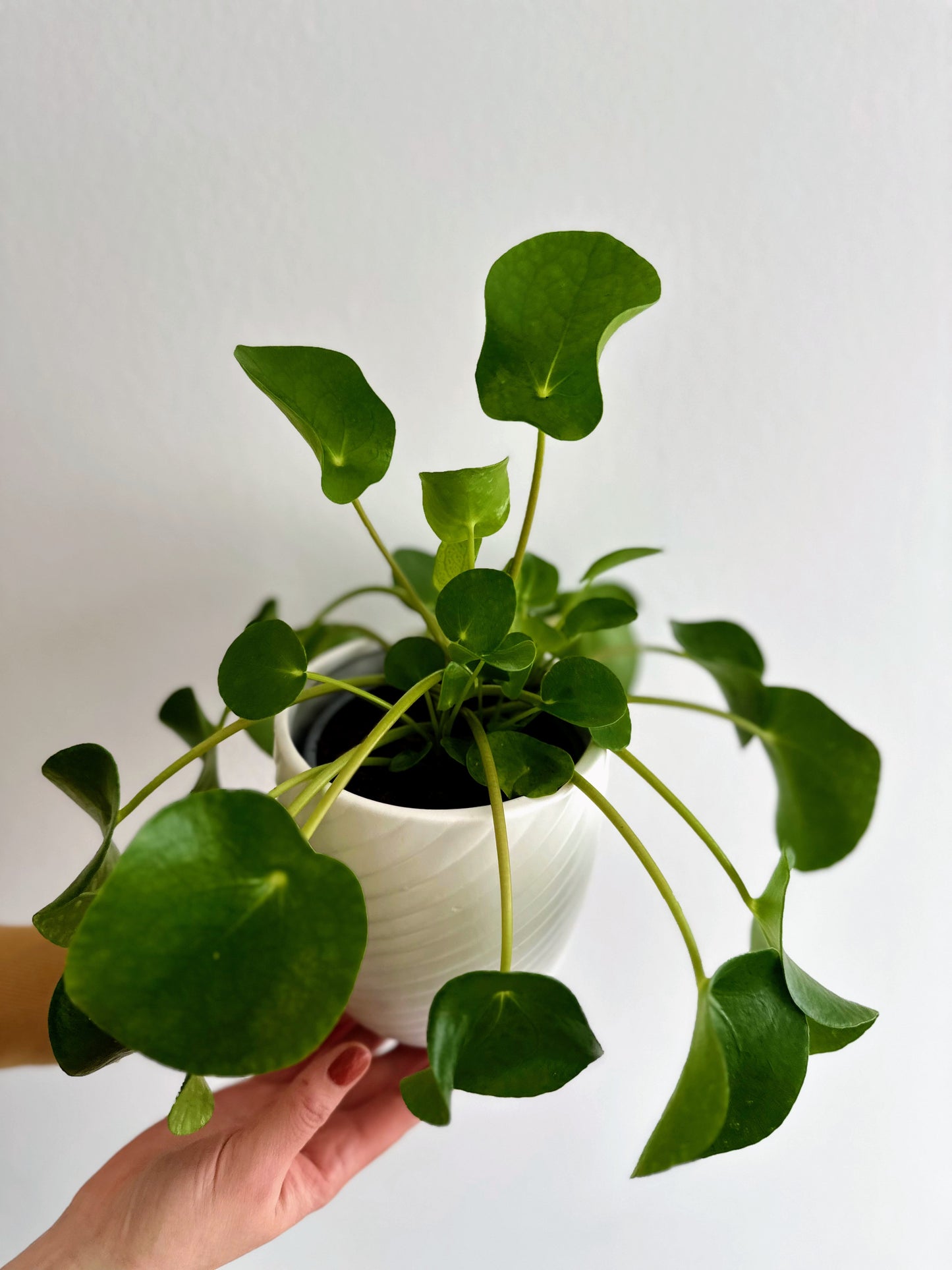 Green Plant - Jade Tree (Crassula)