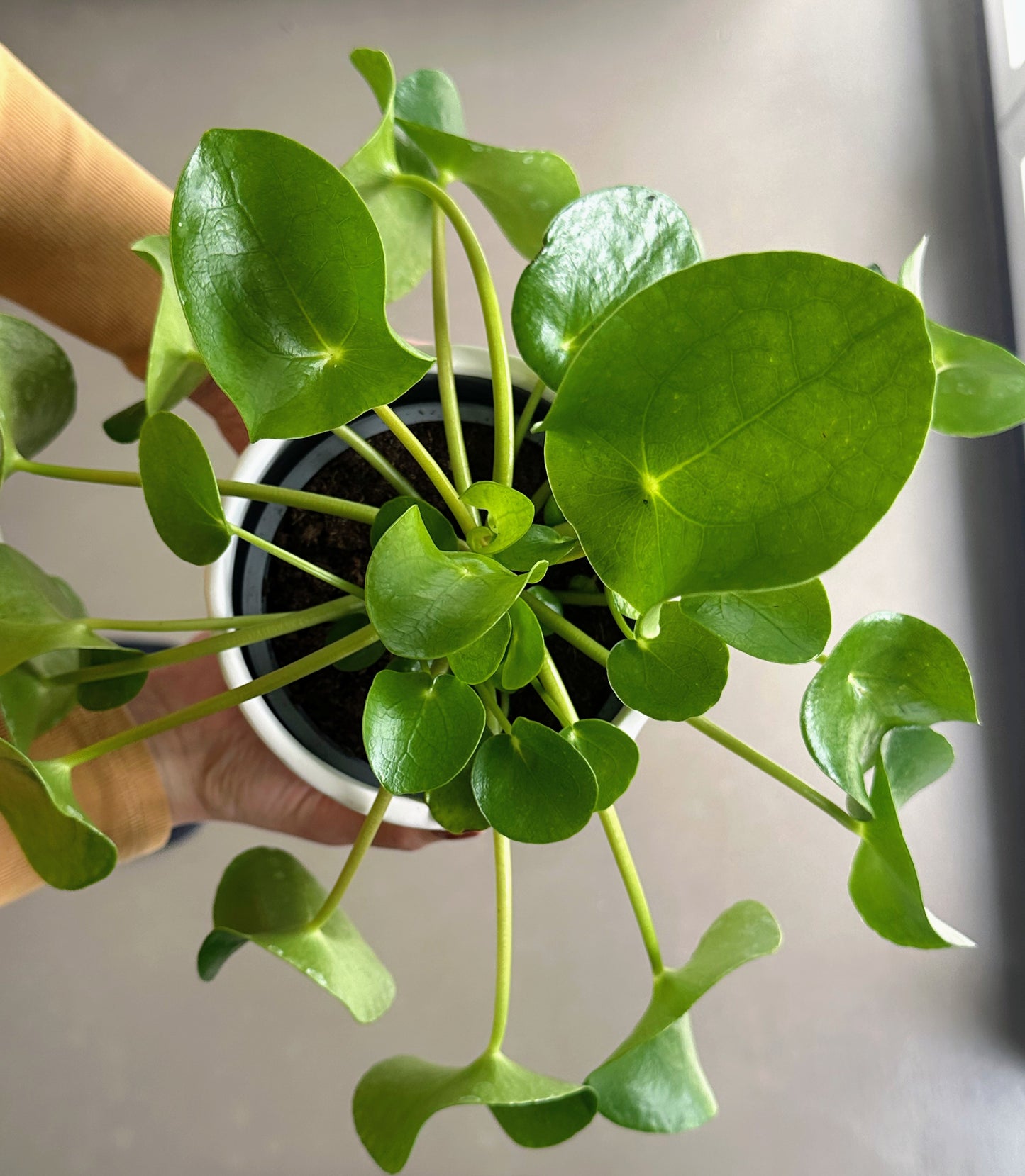 Green Plant - Jade Tree (Crassula)