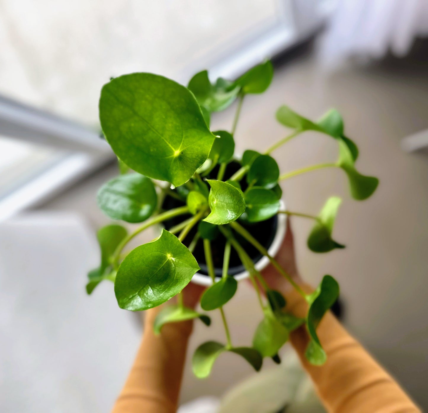 Green Plant - Jade Tree (Crassula)