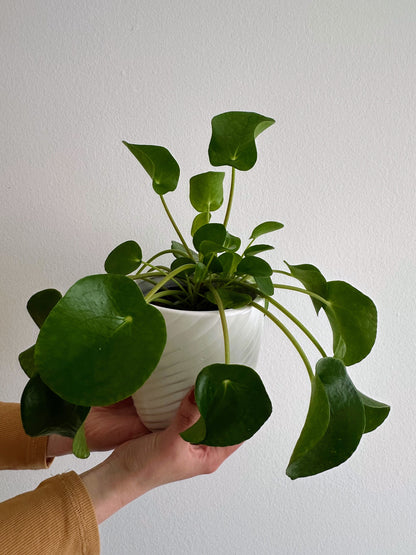 Green Plant - Jade Tree (Crassula)