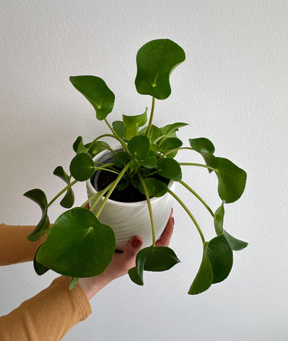 Green Plant - Jade Tree (Crassula)