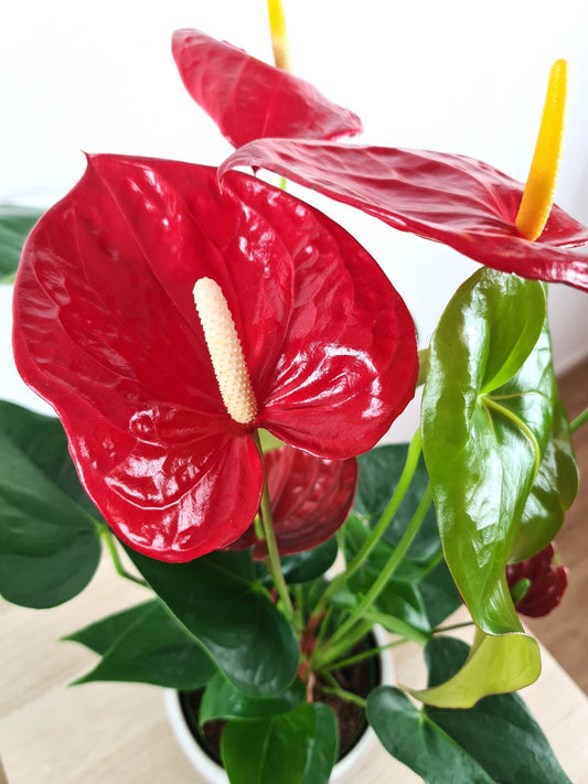 Plante Verte - Anthurium - Langue de feu - Osiris Fleurs
