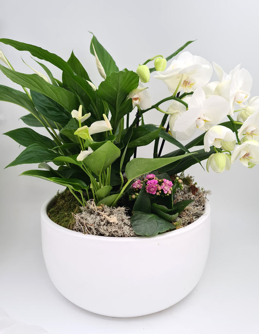 Indoor plant arrangements (plant bowl)