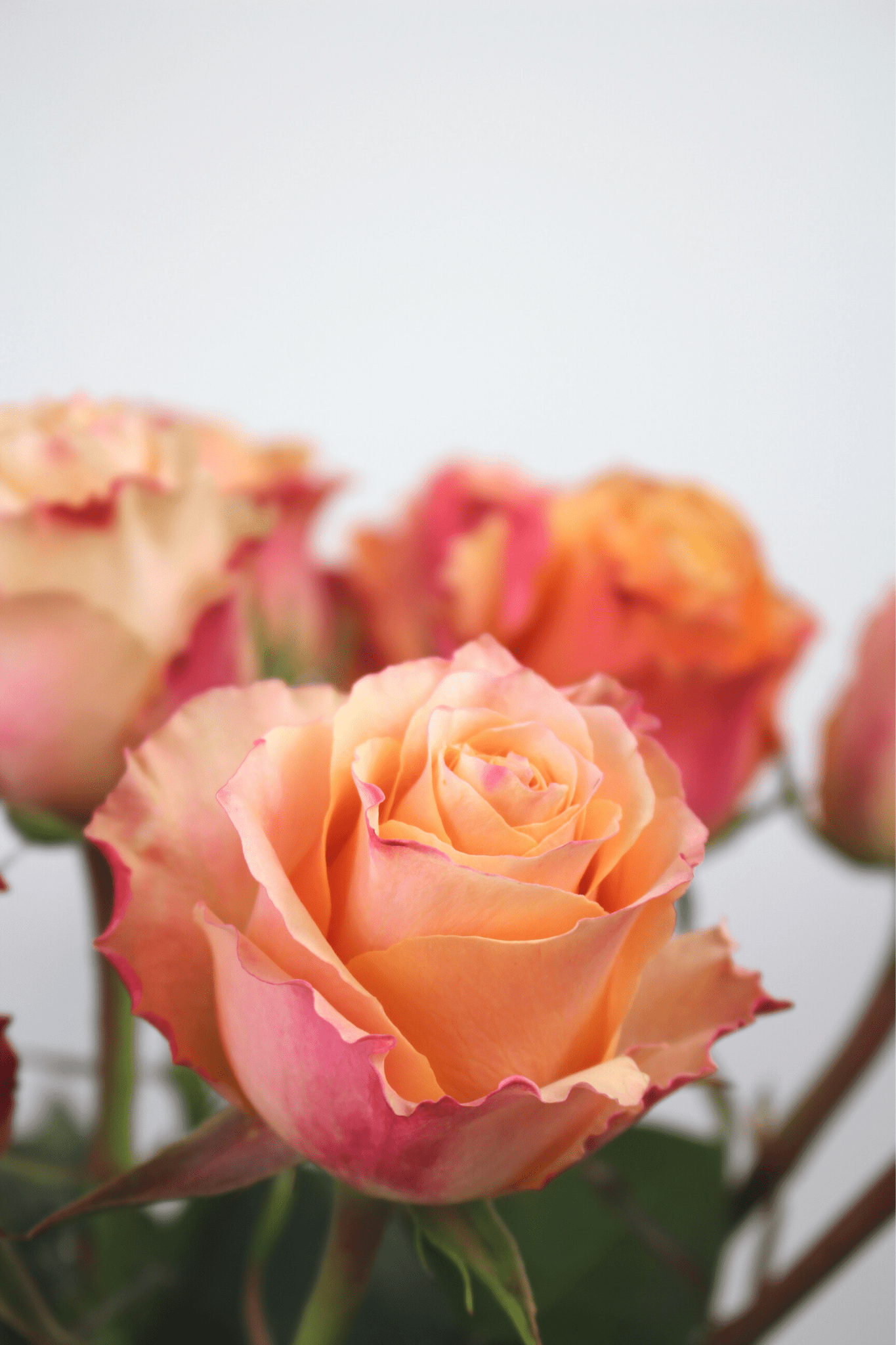Bouquet annuel- Roses Oranges