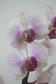 Orchid with flowerpot
