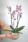 Orchid with flowerpot