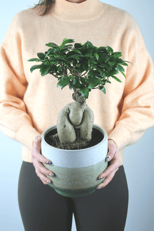 Plante Verte - Ficus ''Bonsai''