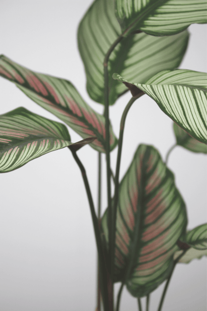 Green Plant - Calathea Majestica