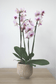 Orchidée premium avec cache-pot
