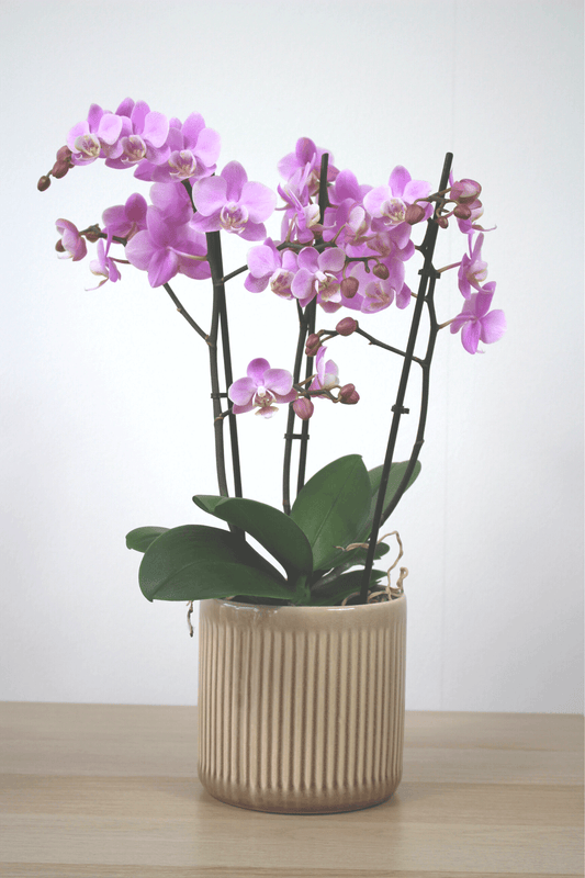 Premium orchid with cachepot