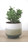 Green Plant - Jade Tree