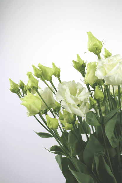 Bouquet annuel - Lisianthus - Osiris Fleurs