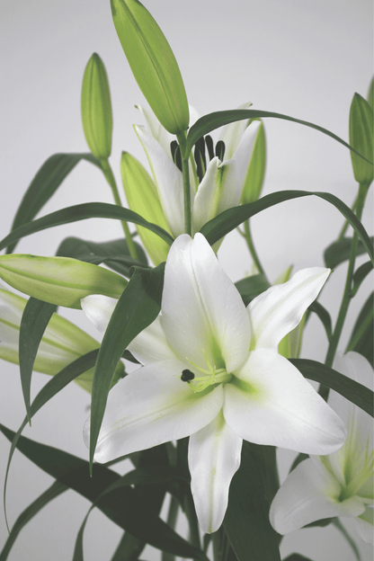 Bouquet annuel - Lys Blanc Oriental - Osiris Fleurs