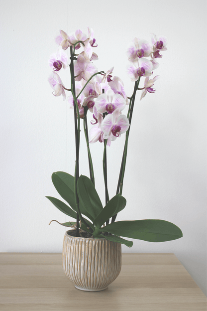 Orchidée premium avec cache - pot - Osiris Fleurs