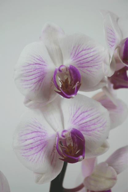 Orchidée premium avec cache - pot - Osiris Fleurs