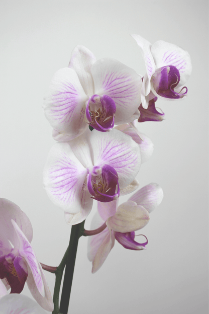 Orchidée premium avec cache - pot - Osiris Fleurs