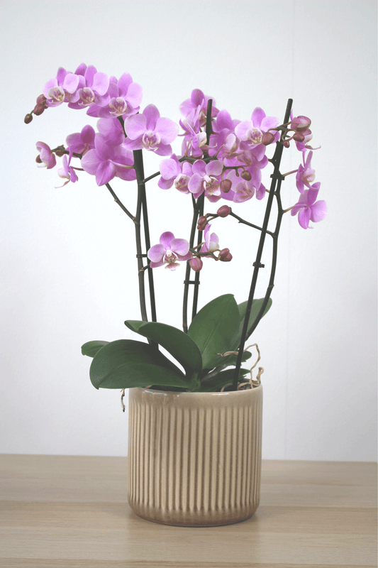 Orchidée premium avec cache - pot - Osiris Fleurs
