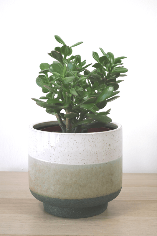 Plante Verte - Arbre de Jade ( Crasula) - Osiris Fleurs