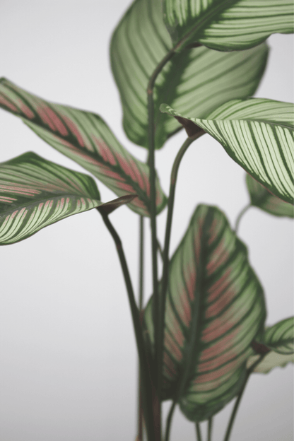 Plante Verte - Calathea Majestica - Osiris Fleurs