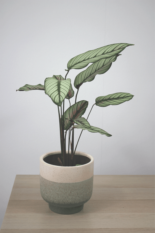 Plante Verte - Calathea Majestica - Osiris Fleurs