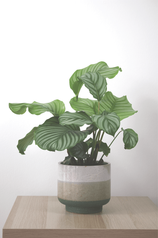 Plante Verte - Calathea Orbifolia - Osiris Fleurs