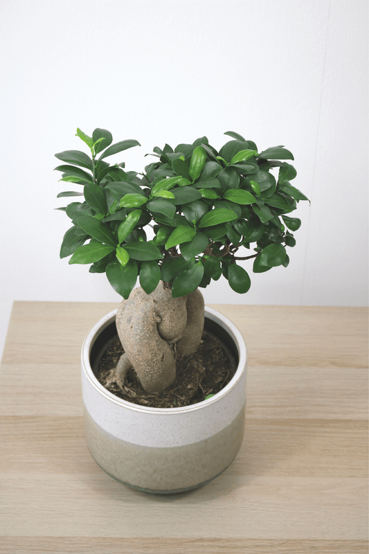 Plante Verte - Ficus ''Bonsai'' - Osiris Fleurs