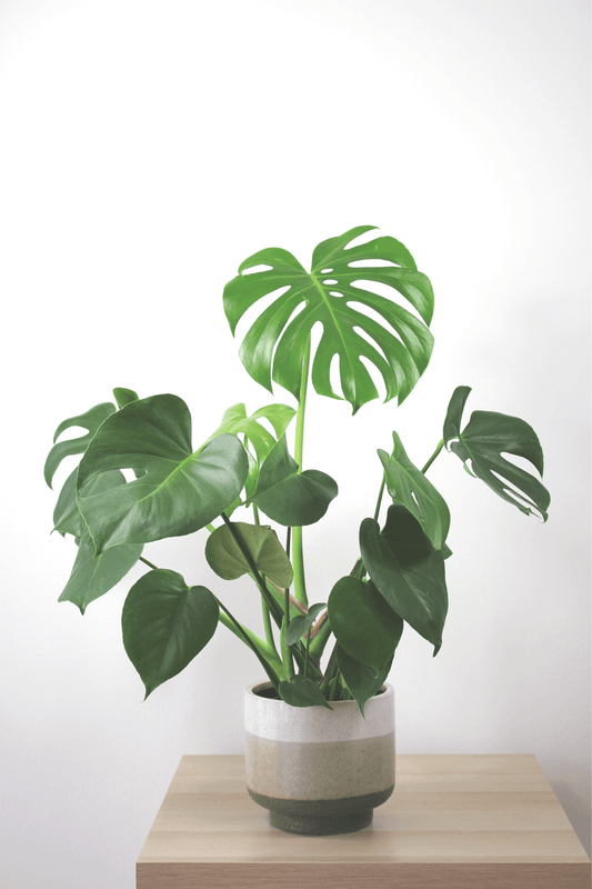 Plante Verte - Monstera - Osiris Fleurs
